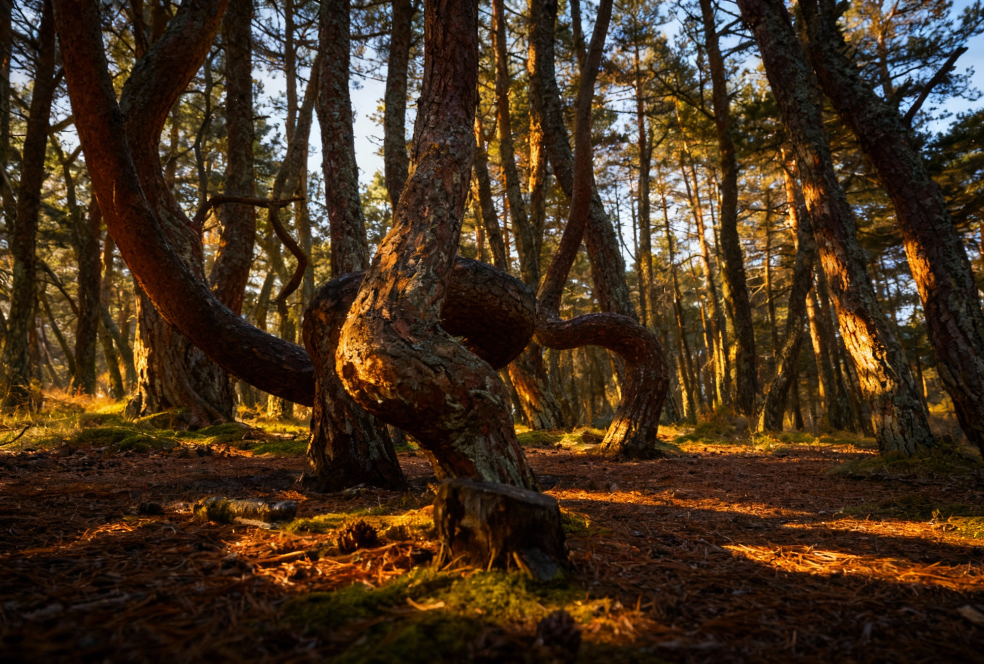 Лес танцующих деревьев в Калининграде